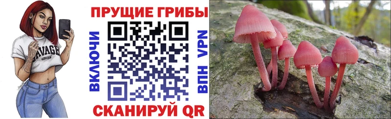 МЕГА ссылка  Хотьково  Псилоцибиновые грибы мицелий  купить наркотик 